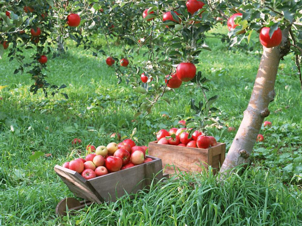 Apple Orchards